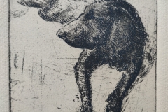 Labrador