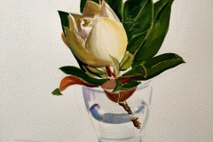 Magnolia