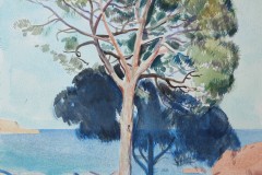 Arbre i les seves ombres